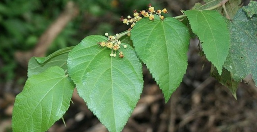 Jati Belanda (Guazuma ulmifolia Folium)